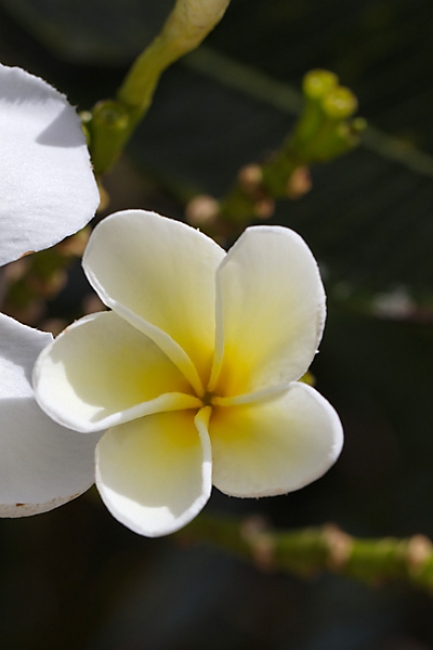 Fleurs Nanthawan Aout 2010-016